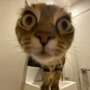 偷包狗，还退款不给活