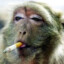 monke)
