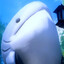 CalicoSharkie