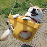 输液只输东方树叶