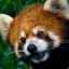 Red Panda Express