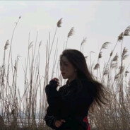 清欢不渡 白茶不予 木槿