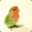 lovebird