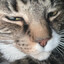 Alibaba 香草大猩猩