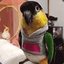 Parrot Innocenti