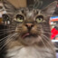MrsMommaMeowMeows