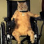 wheelchairkitty