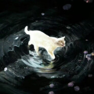 阳澄湖大闸蟹全肯定bot