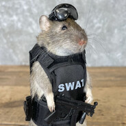 Rat With Negev