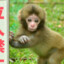 Japanese macaque