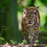 Luchs_HD_141