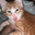 GinGer