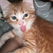 GinGer