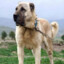 KANGAL