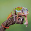 kameleon