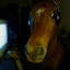 Avatar of Horse Gaming