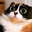 КОТОСТЬ