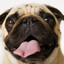 Mr. Pug