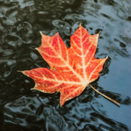 Maple Leaf