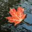 Maple Leaf