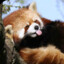 Red_Panda