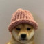 perrito con gorra