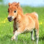 rockethorse