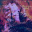Celes†ial Vodny