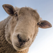 1234567890987654321 - steam id 76561198294330897