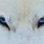 White Wolf -{LUPO®IT}