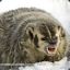 VastBadger