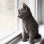 discord kitten