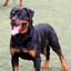 Rotweiller