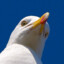 Seagull