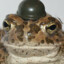 War Toad