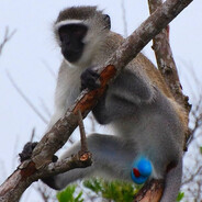 macaco da bola azul Steam avatar