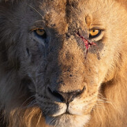 ROAЯ (Battlefield Scar)