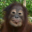 koko the gorilla who speaks