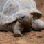 nighttortoise