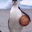 Big Baller Penguin