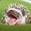 A Silly Hedgehog
