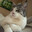 CAT :D