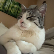 CAT :D