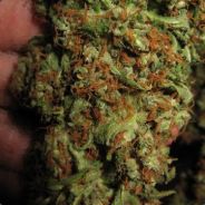 °l||l° Ťợмєкк °l||l°