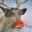 Random Reindeer with red nose
