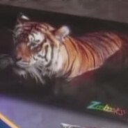 Zoobooks Tiger Poster