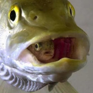 HAZ11 - steam id 76561198000312426