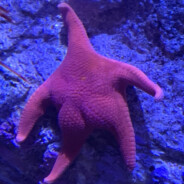 chickenbutt
