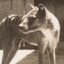 Thylacine1933