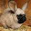 Молик's avatar
